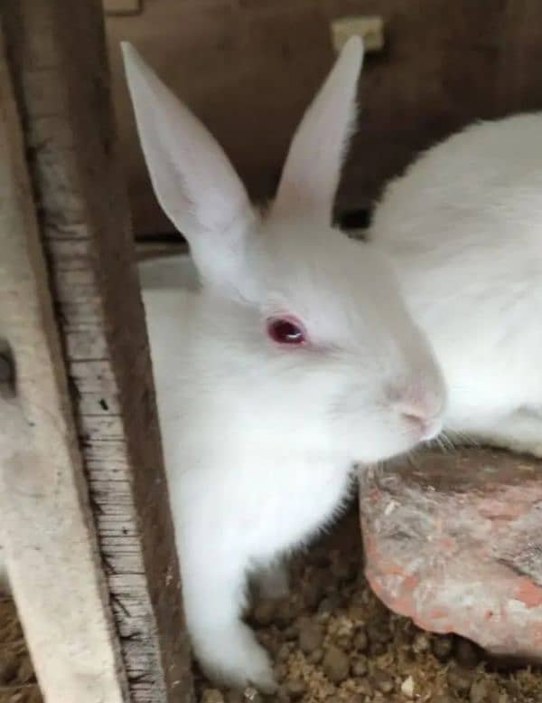 Red eyes white | Rabbits | Bunny | new Zealand red eyes Rabbit 0