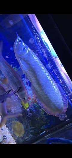 Silver Arowana 1.5 Years Old Healthy And Active