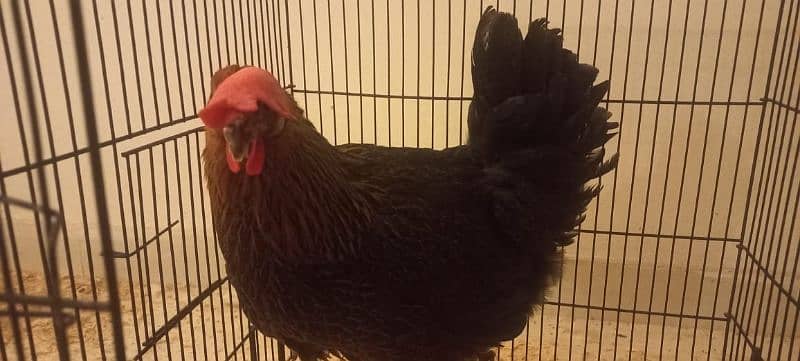 Golden Misri Hen Laying Eggs Daily 0