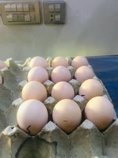 White Oh shamo fertile eggs available