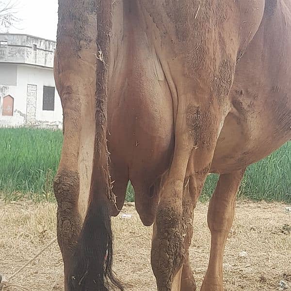 Masha Allah third sua tyar sahewal jersey mix cow milk everage 14kg 1