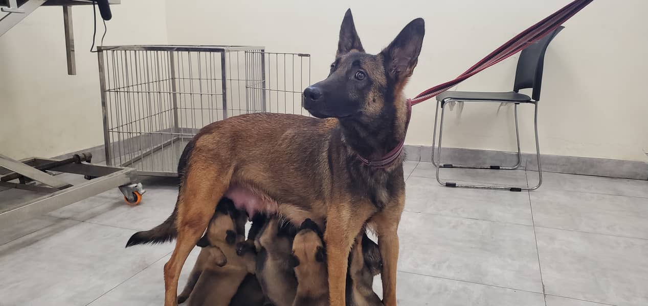 Belgian Malinois Puppies for Sale | Belgian Shepherd Puppy for Sale 4