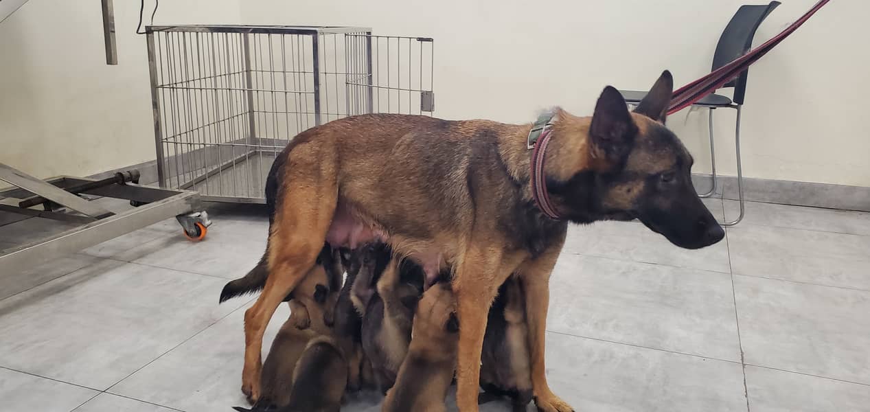 Belgian Malinois Puppies for Sale | Belgian Shepherd Puppy for Sale 1