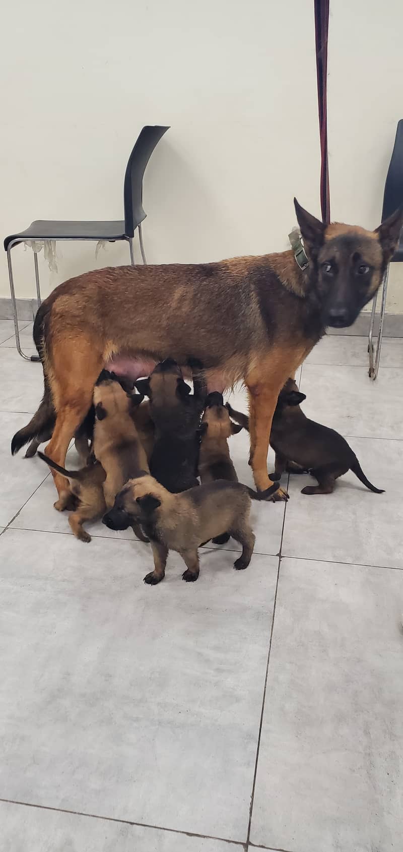 Belgian Malinois Puppies for Sale | Belgian Shepherd Puppy for Sale 2