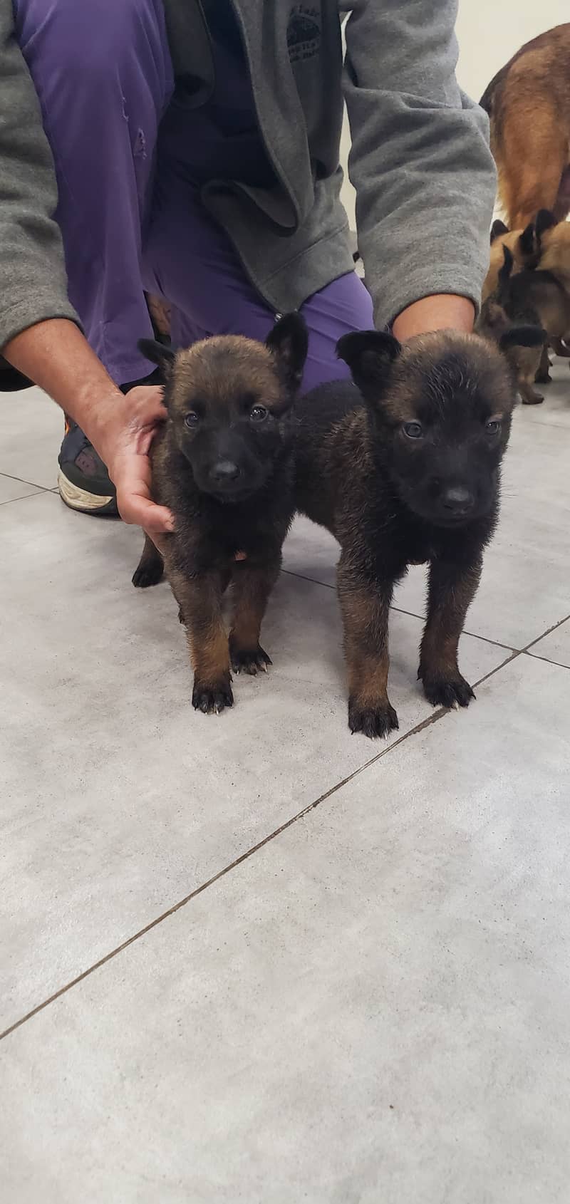 Belgian Malinois Puppies for Sale | Belgian Shepherd Puppy for Sale 3