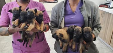 Belgian Malinois Puppies for Sale | Belgian Shepherd Puppy for Sale