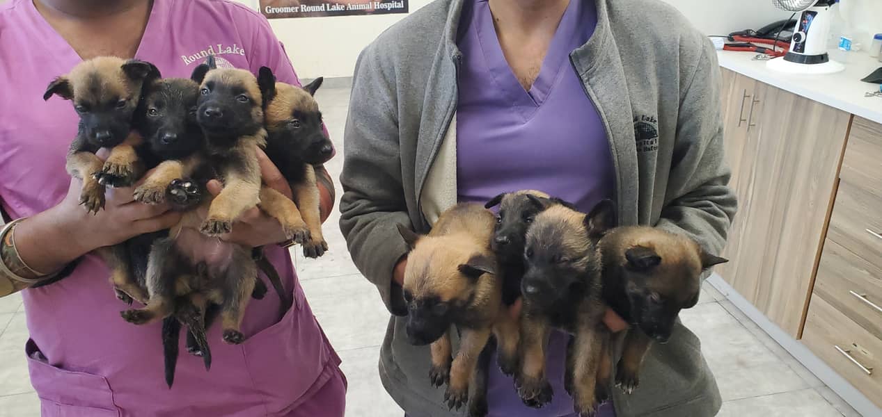 Belgian Malinois Puppies for Sale | Belgian Shepherd Puppy for Sale 5