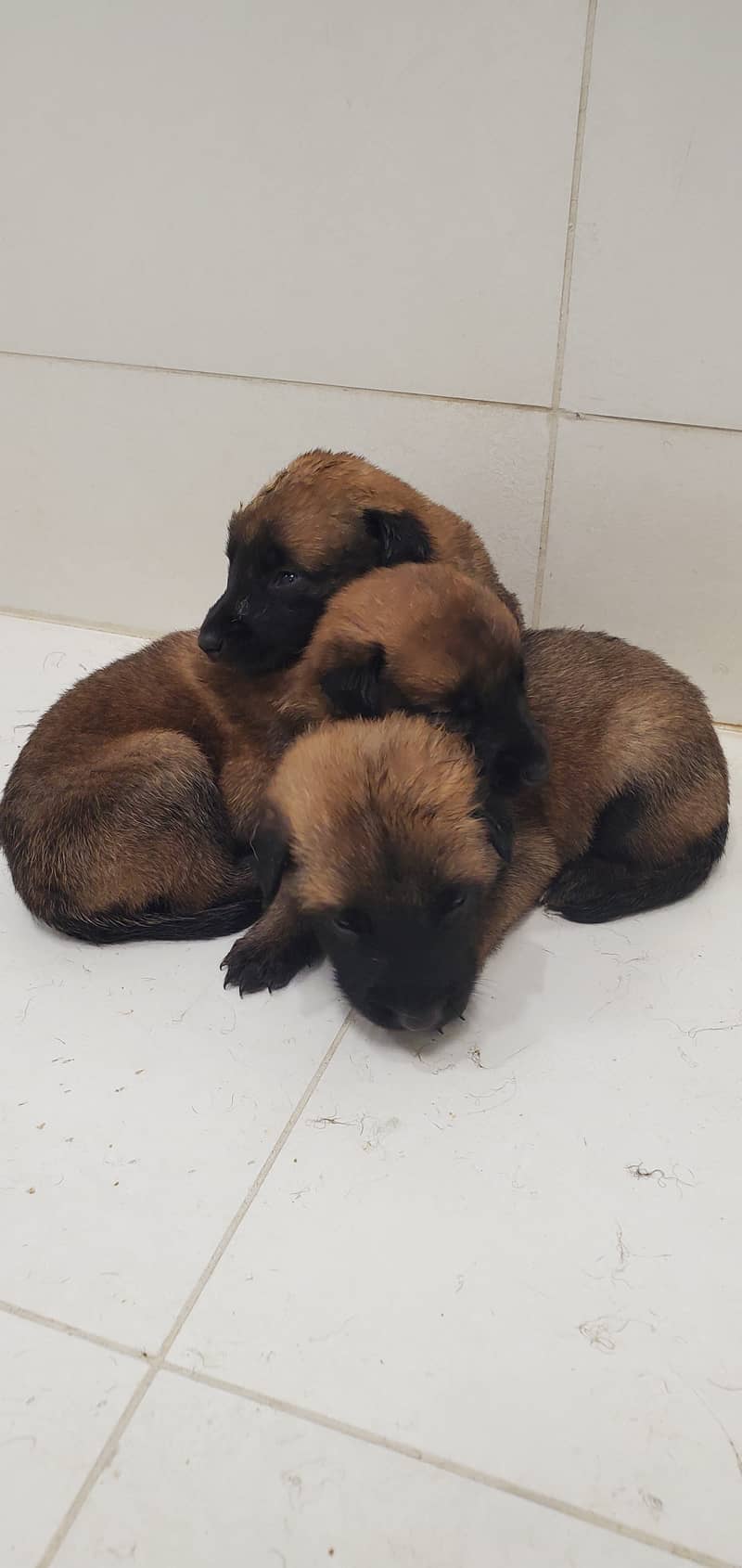 Belgian Malinois Puppies for Sale | Belgian Shepherd Puppy for Sale 6