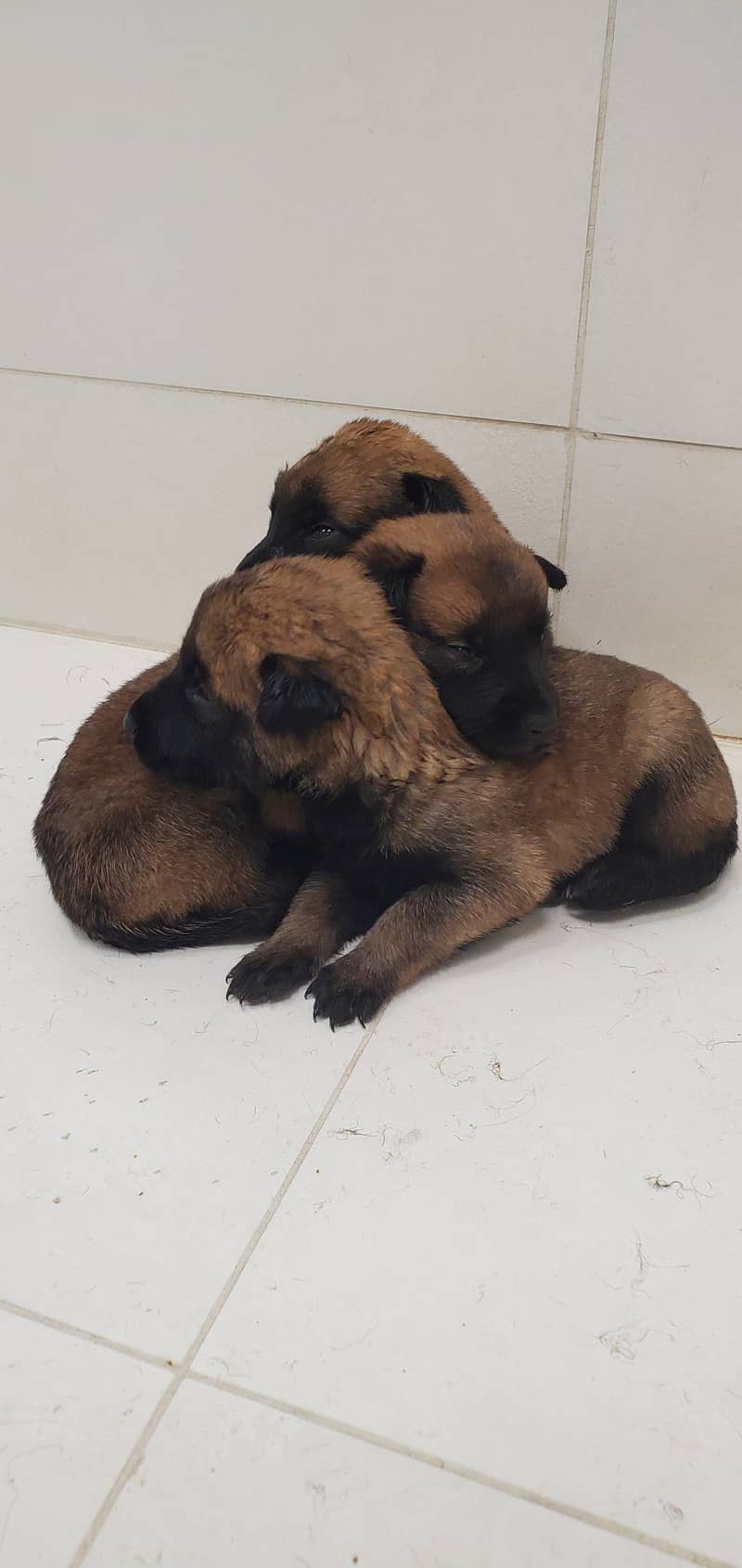 Belgian Malinois Puppies for Sale | Belgian Shepherd Puppy for Sale 7