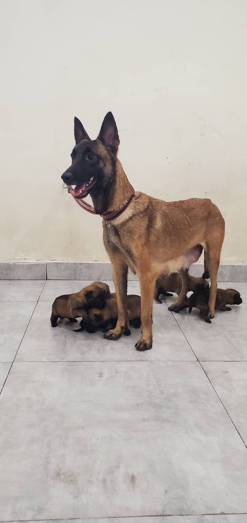 Belgian Malinois Puppies for Sale | Belgian Shepherd Puppy for Sale 8