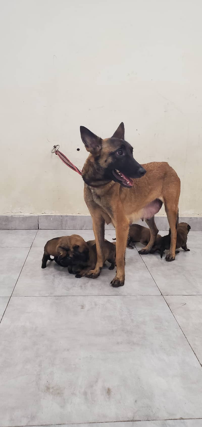 Belgian Malinois Puppies for Sale | Belgian Shepherd Puppy for Sale 9