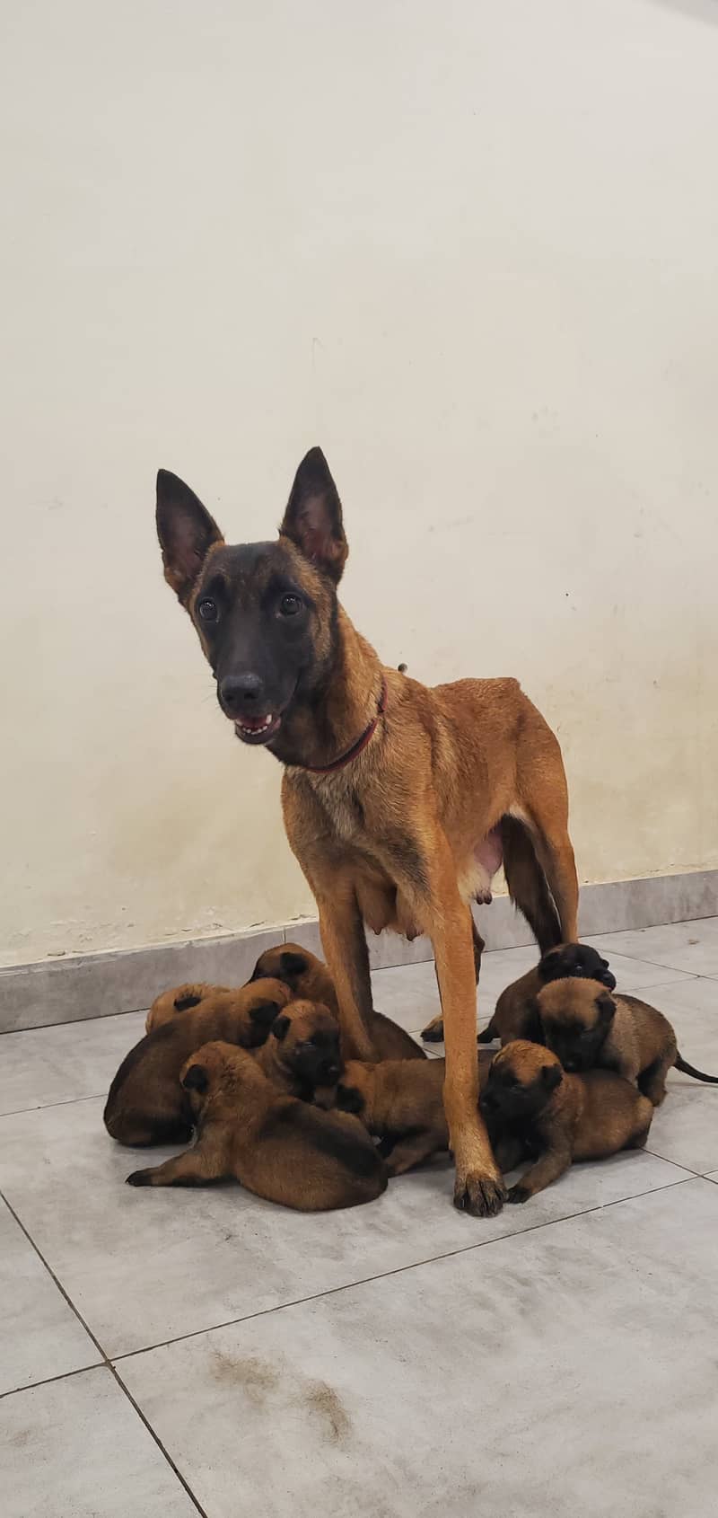 Belgian Malinois Puppies for Sale | Belgian Shepherd Puppy for Sale 10