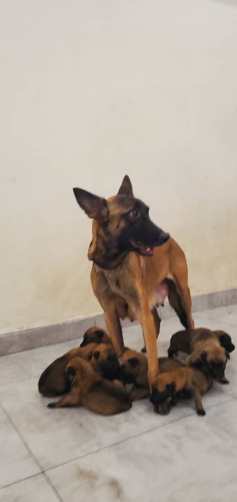 Belgian Malinois Puppies for Sale | Belgian Shepherd Puppy for Sale 11