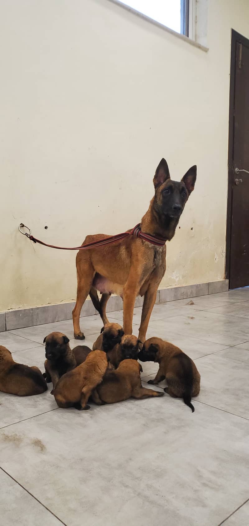 Belgian Malinois Puppies for Sale | Belgian Shepherd Puppy for Sale 12