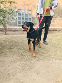 Rottweiler