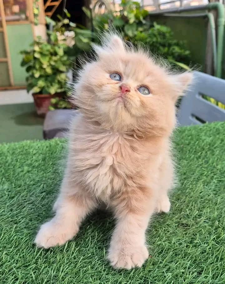 Persian kittens for sale Only contact whatup 03292450497 1