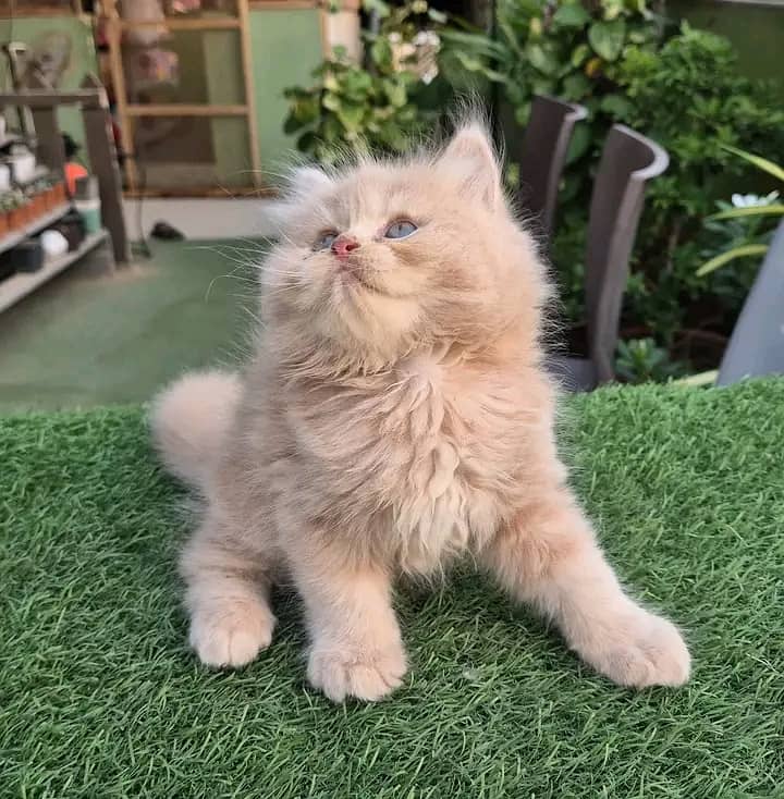 Persian kittens for sale Only contact whatup 03292450497 6