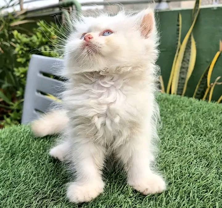 Persian kittens for sale Only contact whatup 03292450497 10