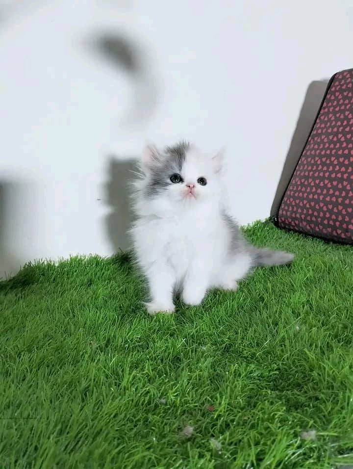 Persian kittens for sale Only contact whatup 03292450497 12