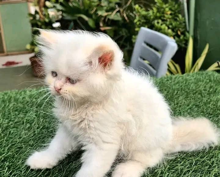 Persian kittens for sale Only contact whatup 03292450497 14