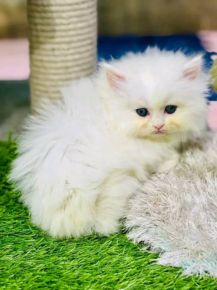 Persian kittens for sale Only contact whatup 03292450497 15