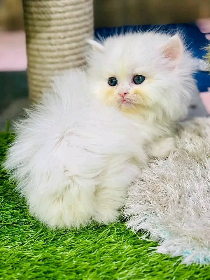 Persian kittens for sale Only contact whatup 03292450497 18