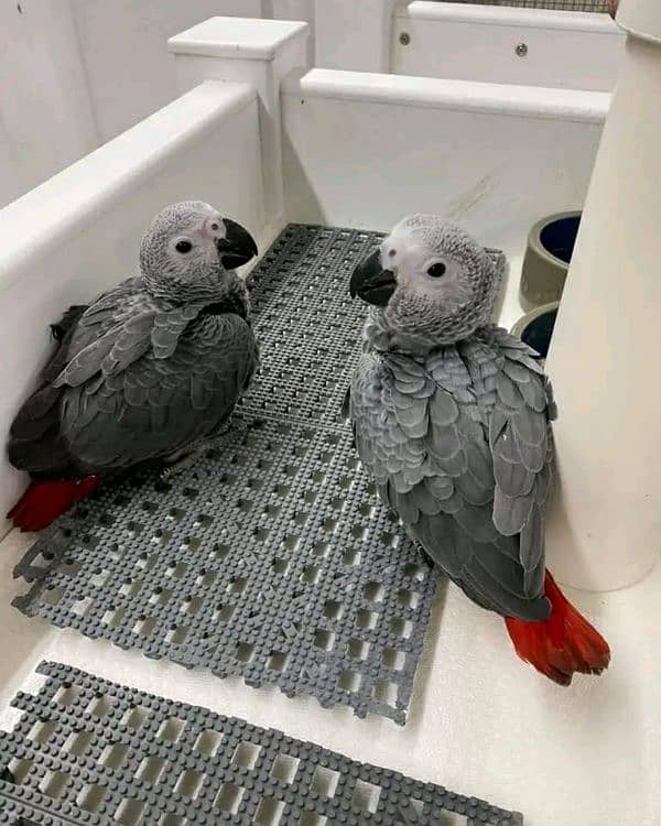 African grey parrot chicks for sale 03257852405 1