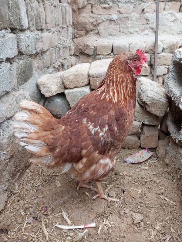 leohmann brown starter hen available 0