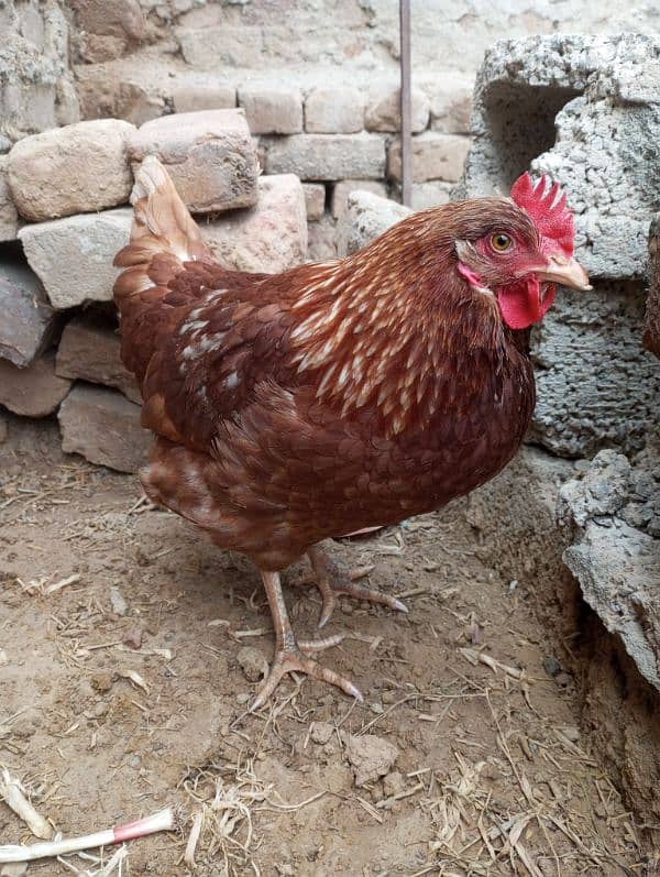 leohmann brown starter hen available 1