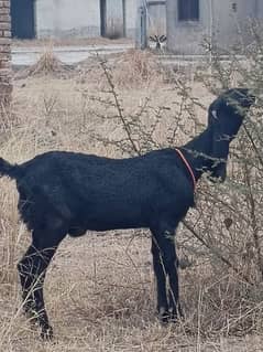 pure beetle goat for sale