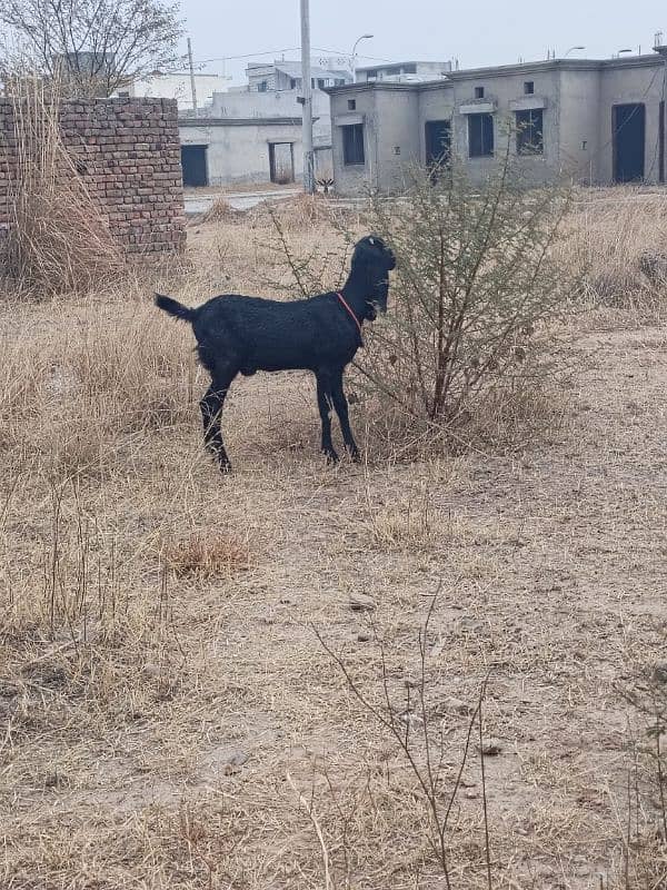 pure beetle goat for sale 1