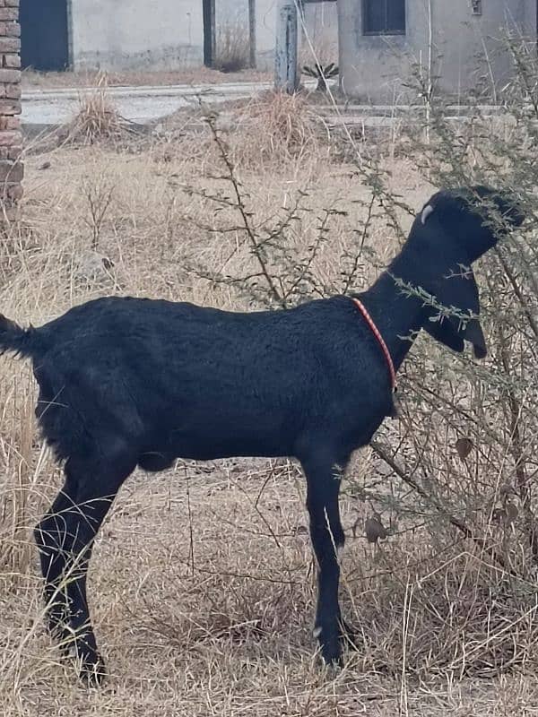 pure beetle goat for sale 2