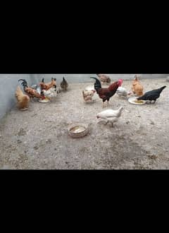 Desi Golden Misri hens for sale | Andy wali Desi murgian for sale