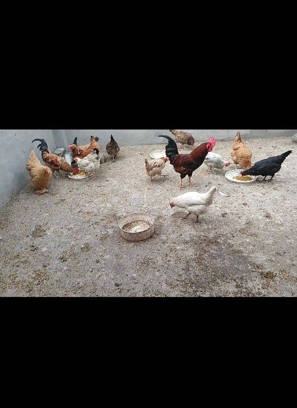 Desi Golden Misri hens for sale | Andy wali Desi murgian for sale 0