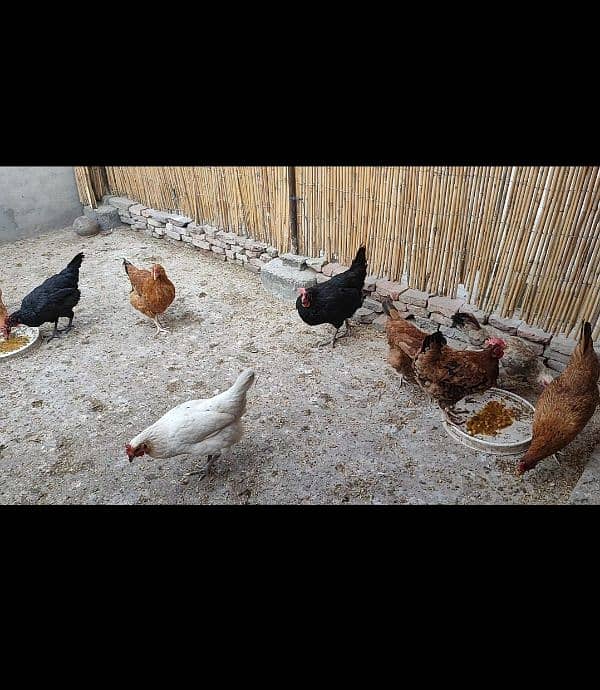 Desi Golden Misri hens for sale | Andy wali Desi murgian for sale 1