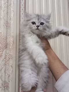 Persian triple coated female kitten