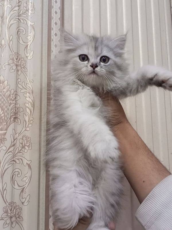 Persian triple coated female kitten 0