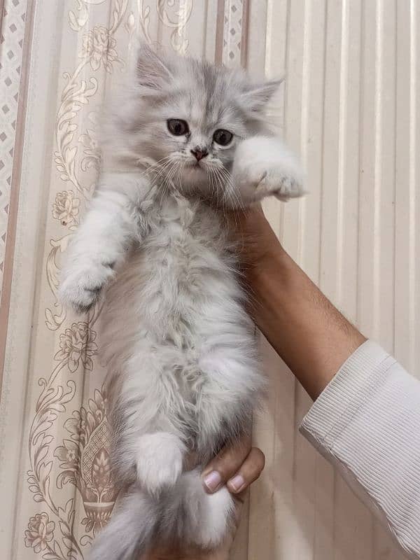 Persian triple coated female kitten 1