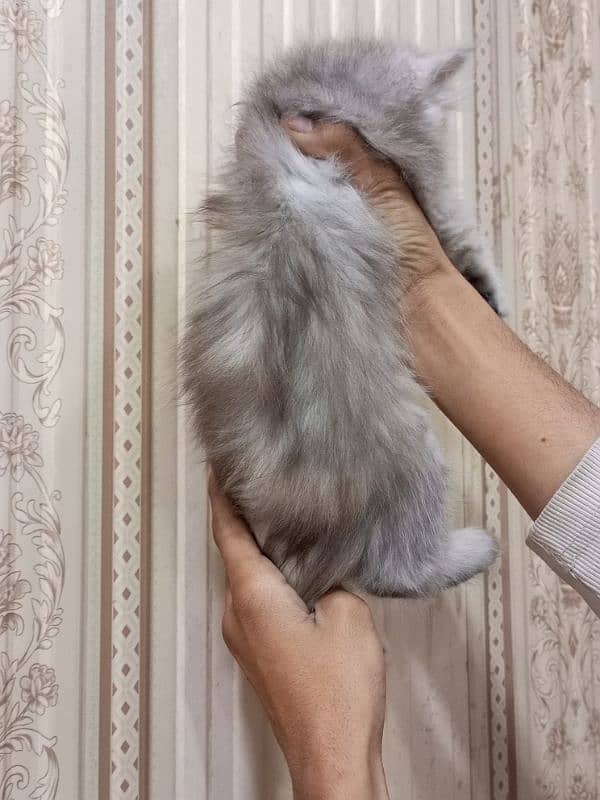 Persian triple coated female kitten 2