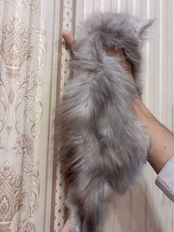 Persian triple coated female kitten 3