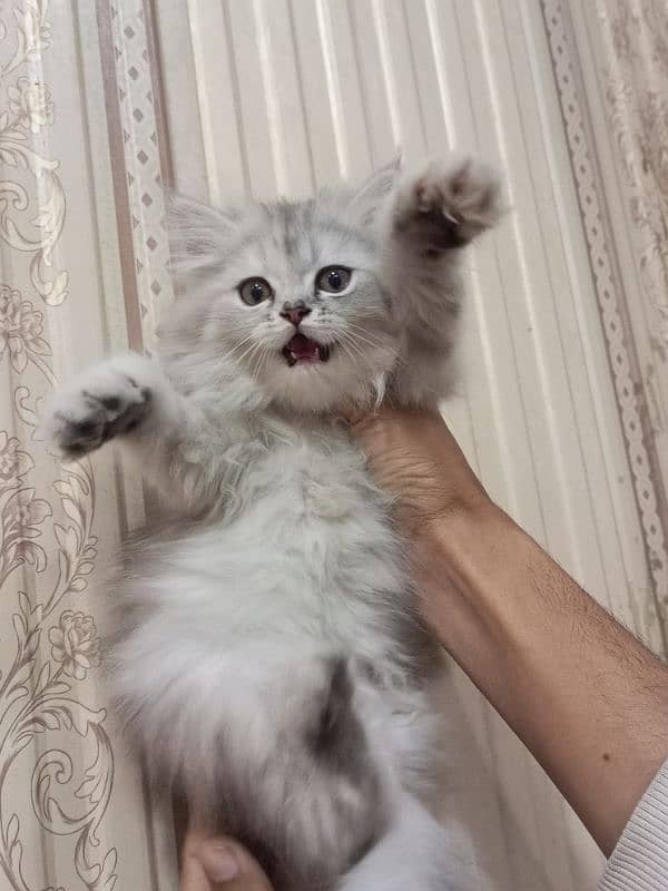 Persian triple coated female kitten 4