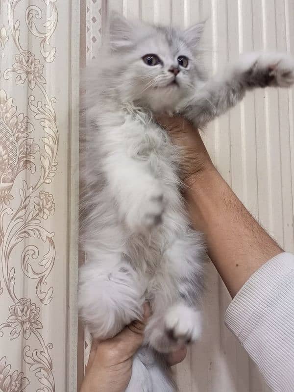 Persian triple coated female kitten 5