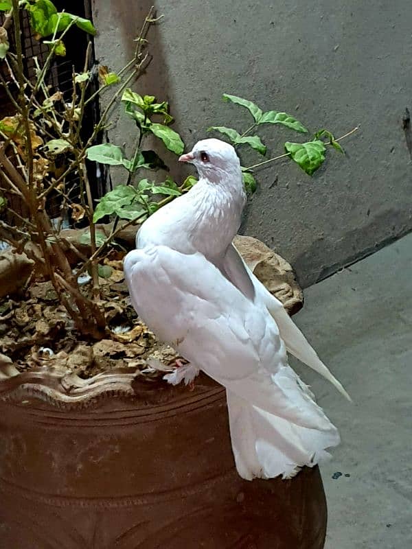 Lucky fantail English pigeons PAIR 0