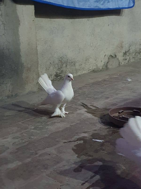 Lucky fantail English pigeons PAIR 1