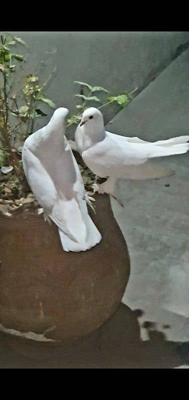 Lucky fantail English pigeons PAIR 2