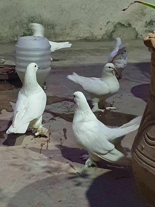 Lucky fantail English pigeons PAIR 3