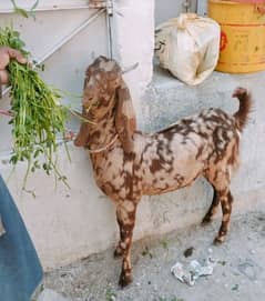 Kamori Ajrak Double Haddi Andy Bakra beautiful print for sell