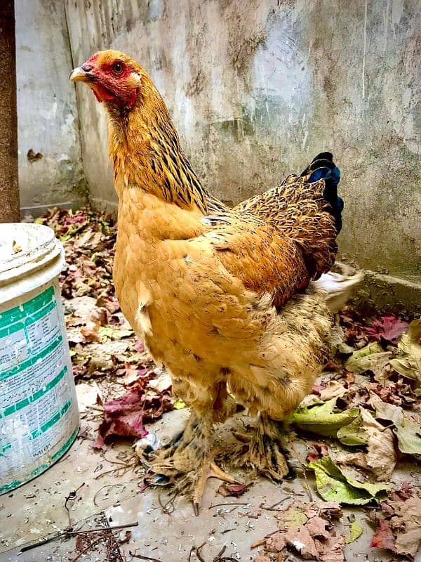 Brahma hen female 1 piece 0