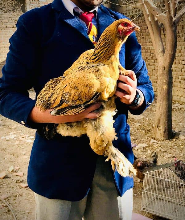 Brahma hen female 1 piece 1