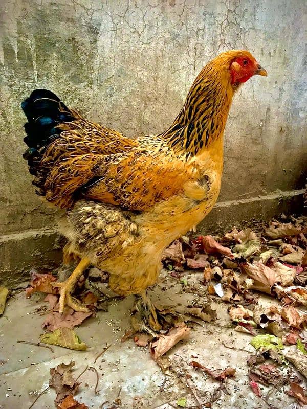 Brahma hen female 1 piece 2